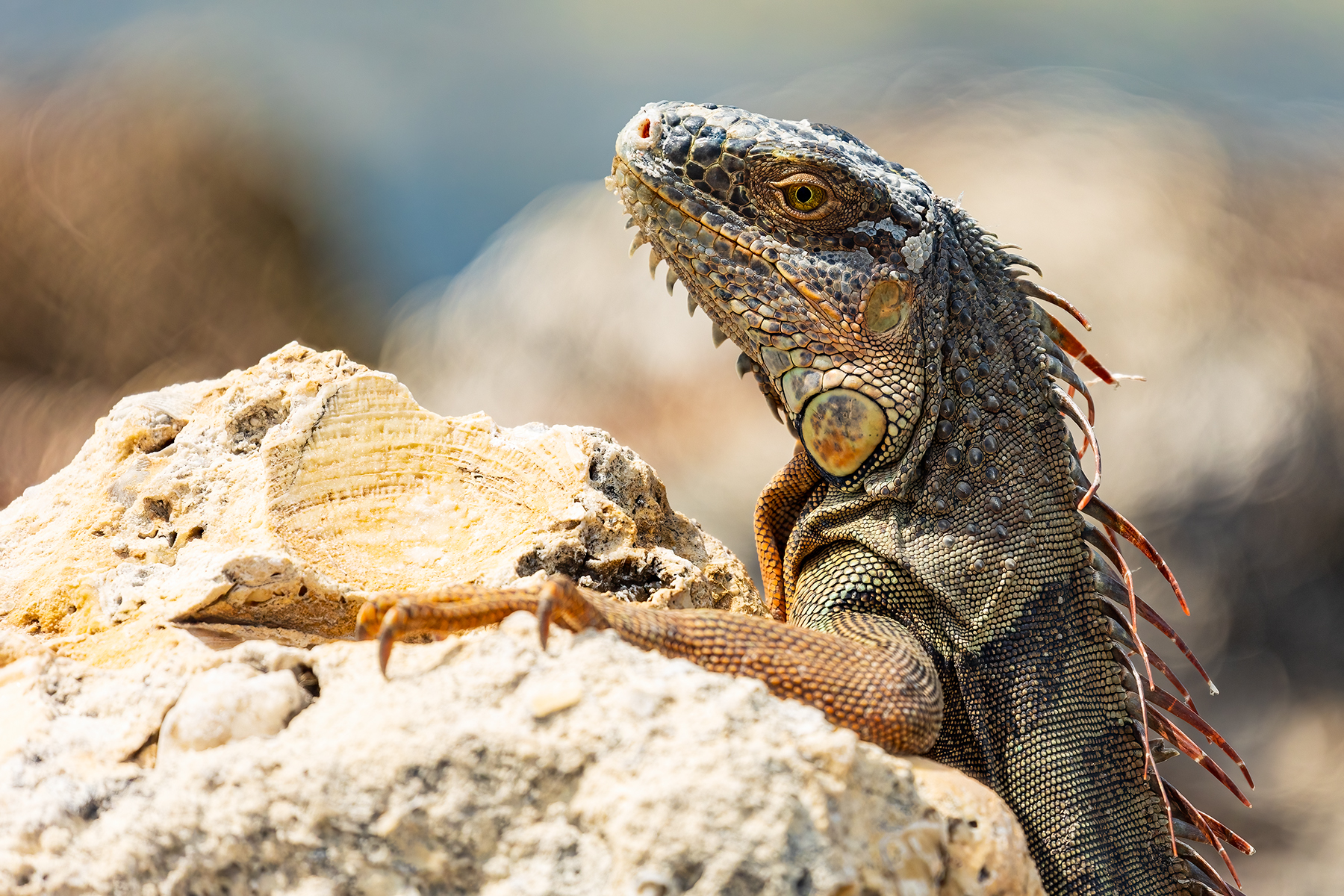 Iguana sunning itself on the rocks in Key West